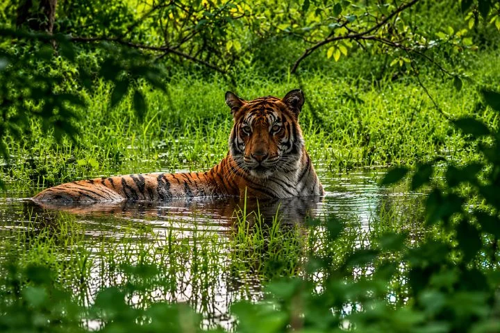 Monsoon Wildlife Staycation Near Tadoba The Perfect Weekend Escape from Mumbai and Pune