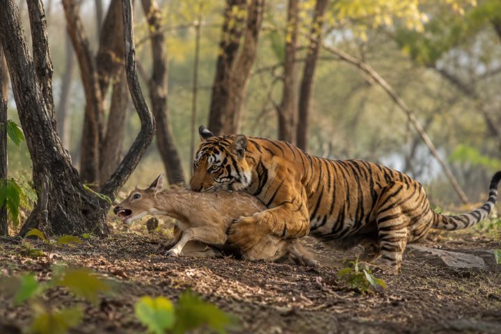 A Classroom Without Walls Life Lessons from Wild Tigers at Tadoba National Park