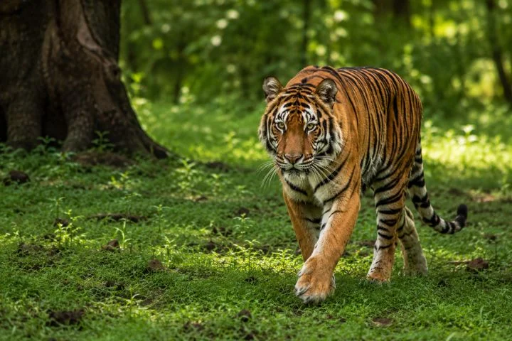 Importance of Tadoba Tourism - Tigers of Tadoba National Park