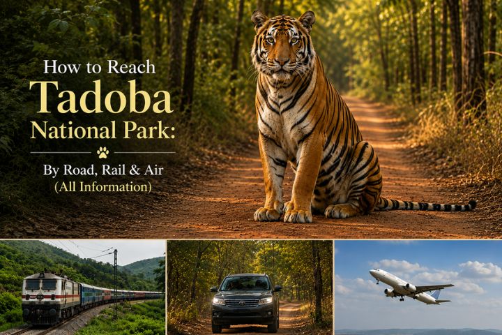 How to Reach Tadoba National Park By Road, Rail & Air (All Information)