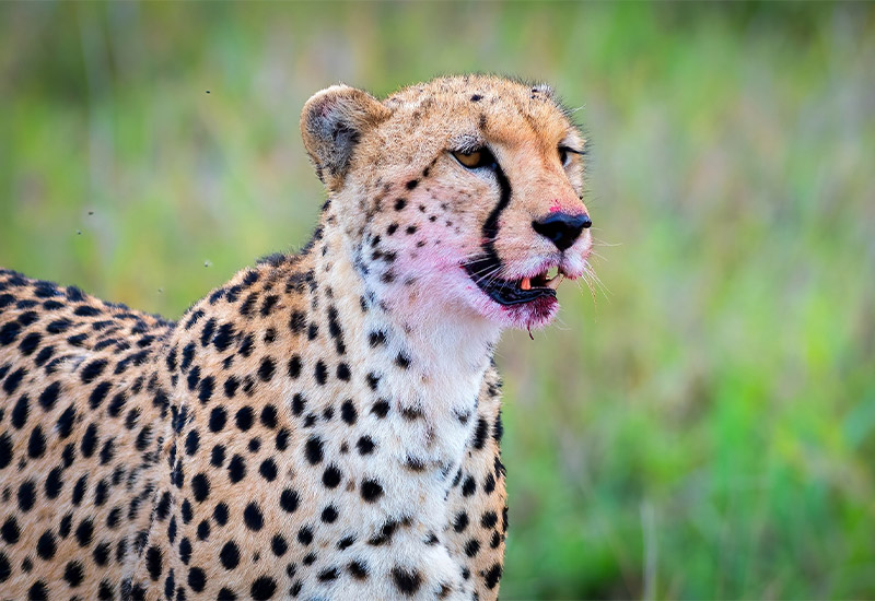 Masai Mara Safari with Junglr Bucket List