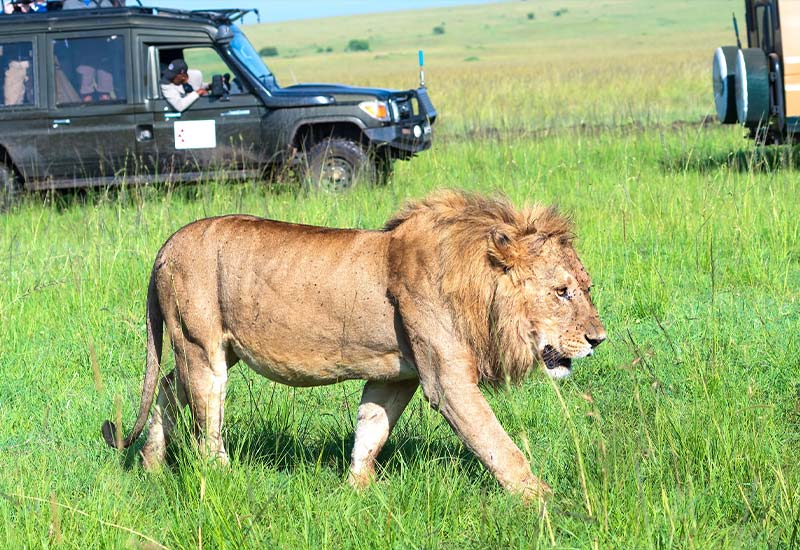 Jungle Safari