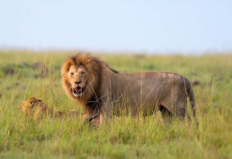 Lion Jungle safari