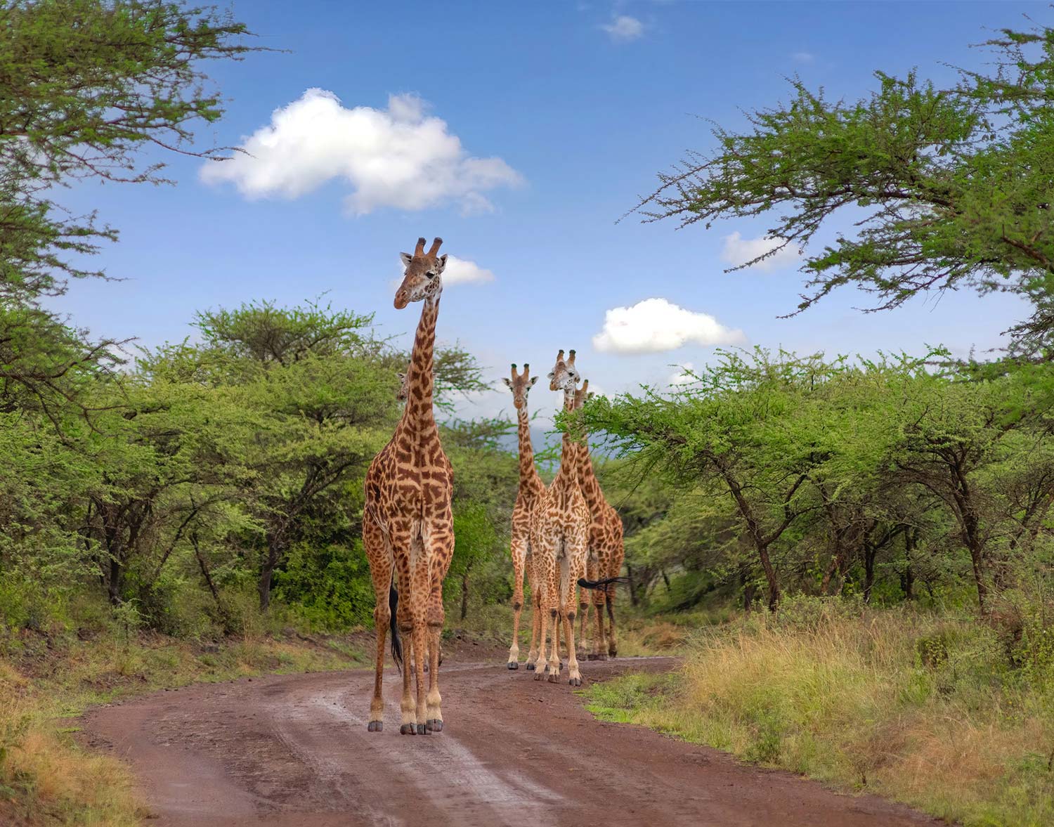 Masai Mara