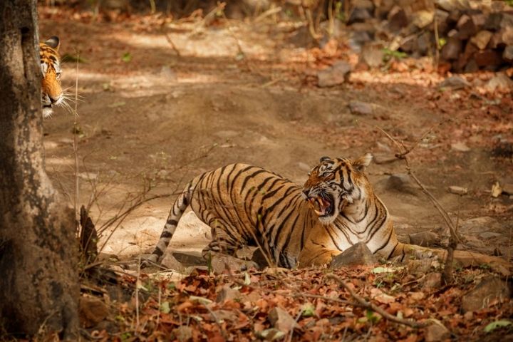 Tigers Safari in Tadoba National Park