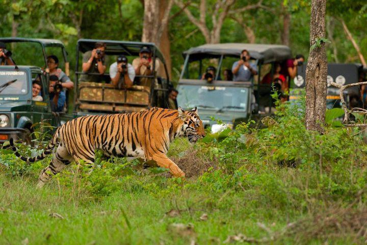 Tadoba National Park Safari Booking