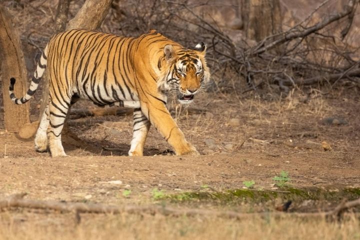 Tadoba jungle safari booking