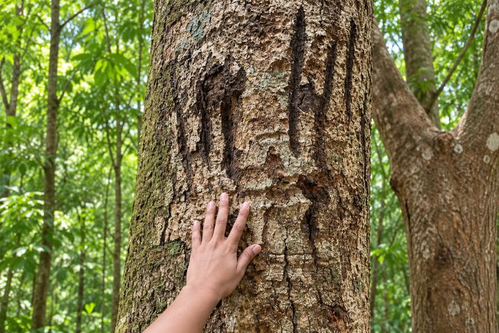 How Experts Track Tigers in Tadoba Pugmarks Alarm Calls & Jungle Signs