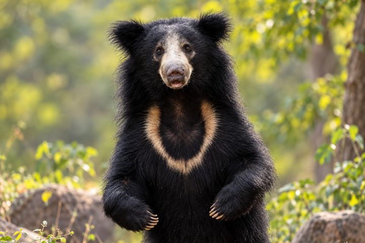 Indian Sloth Bear