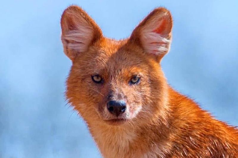 Tadoba National Park , Wild Dog