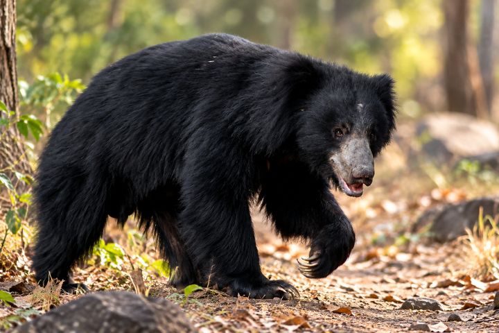 The Sloth Bear of Tadoba National Park