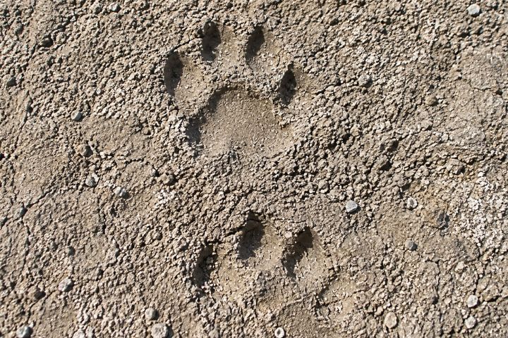 Track Tigers Pugmarks in Tadoba