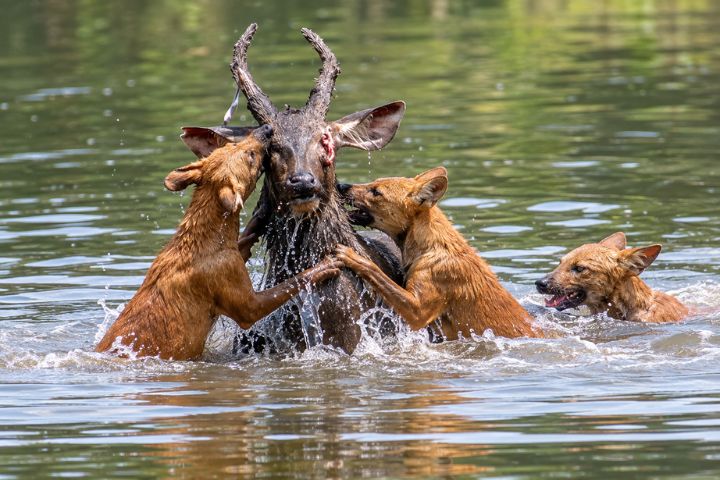 Wild Dogs of Tadoba - The Sambar's Cry Changes Everything