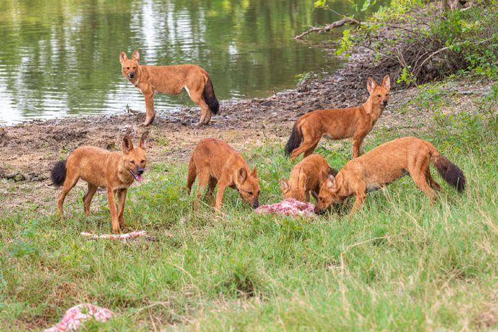 Wild Dogs of Tadoba national park - The Hunt Begins With Teamwork