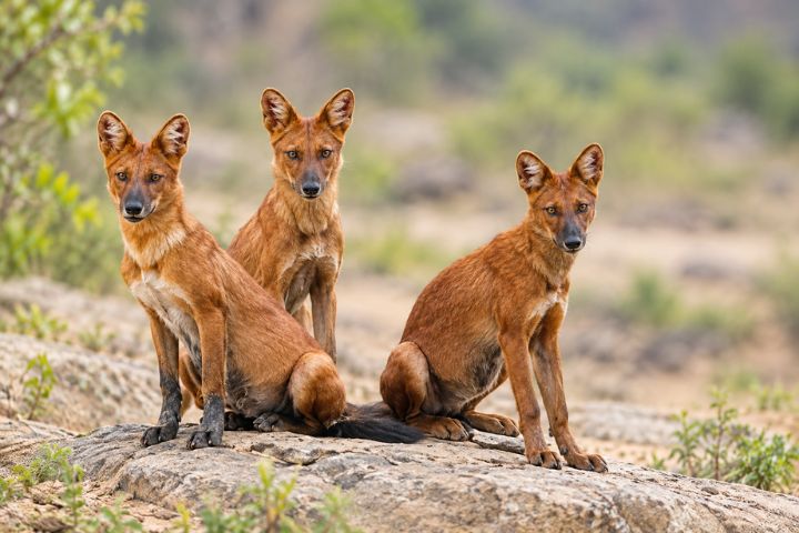 Wild Dogs of Tadoba