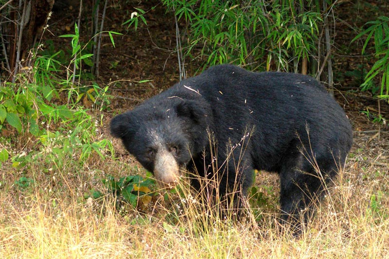 Tadoba National Park , aswal bears