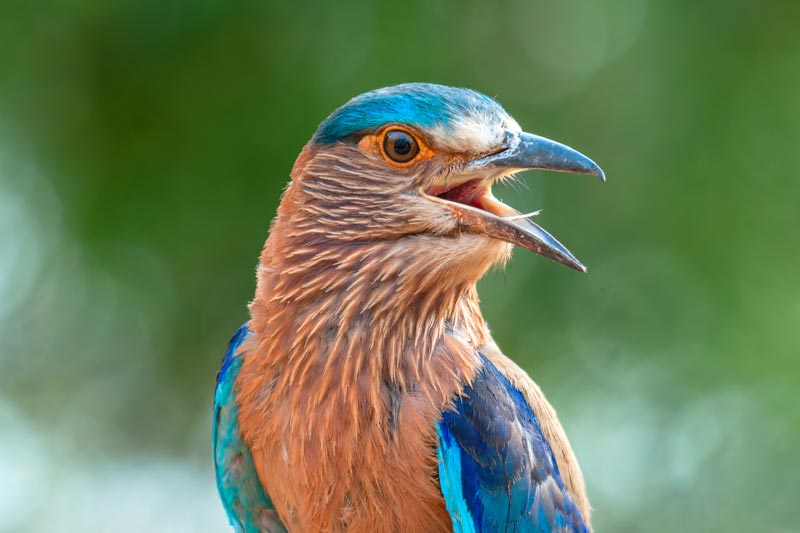 Tadoba National Park Bird