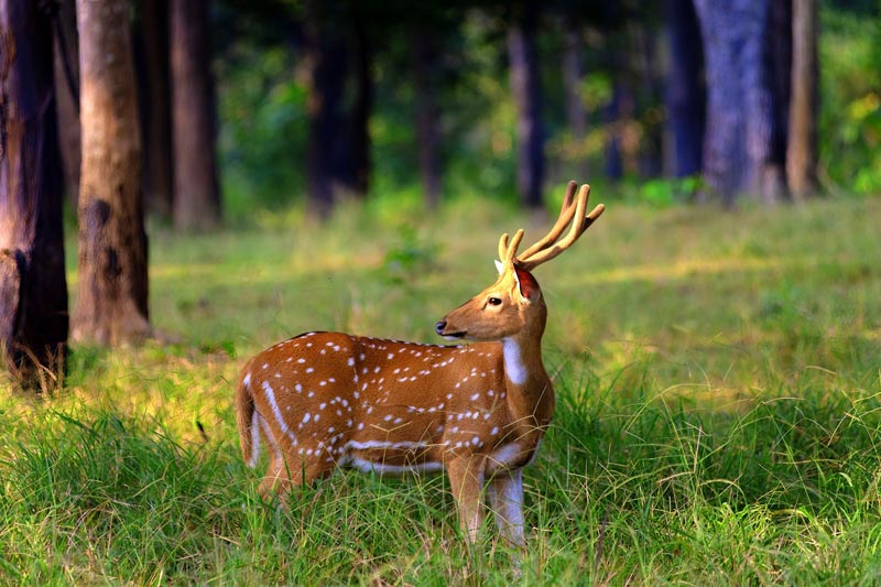Tadoba Jungle Safari , Spotted Dear