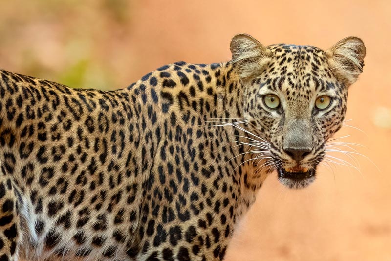 Tadoba National Park Lepoard