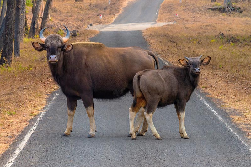 Tadoba National Park Rangava