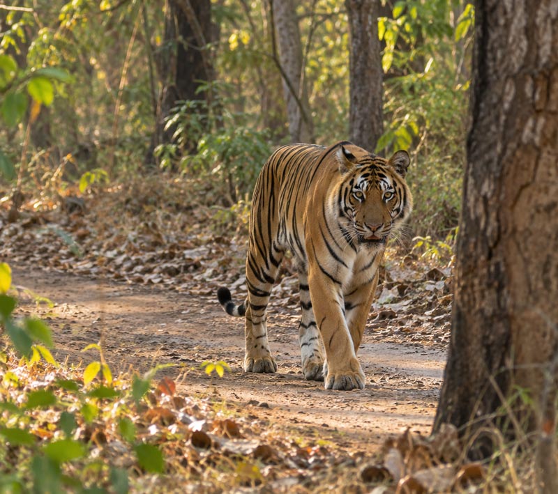 Tadoba Tiger safari