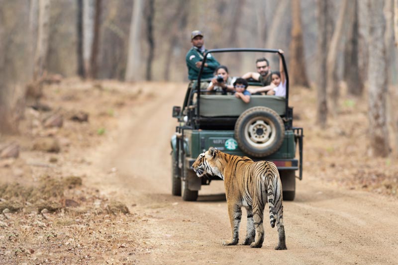 tadoba national park tour