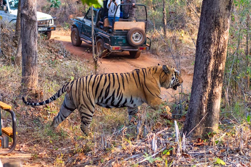 Tadoba Safari Booking