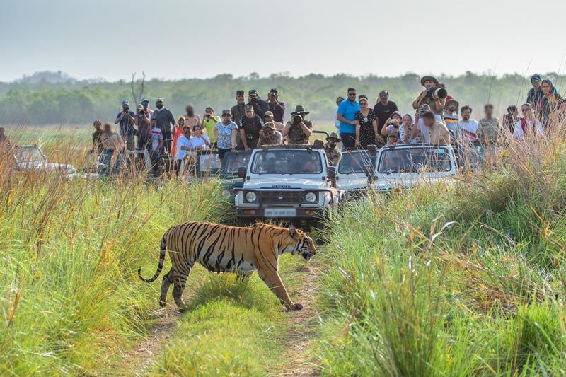 Tadoba National Park Jungle