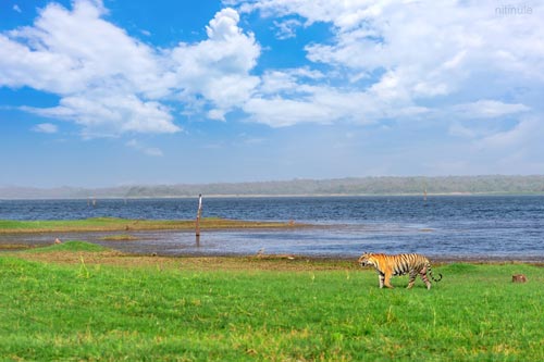 Tadoba National Park Lake