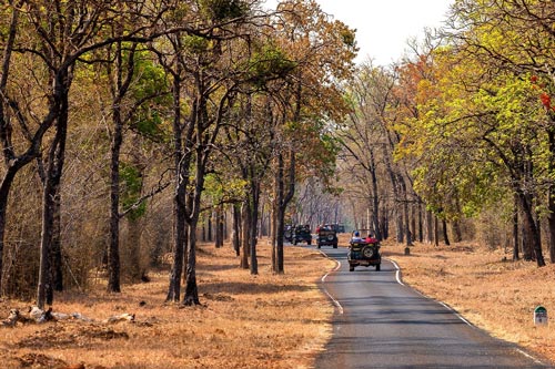 Tadoba national Park Safari