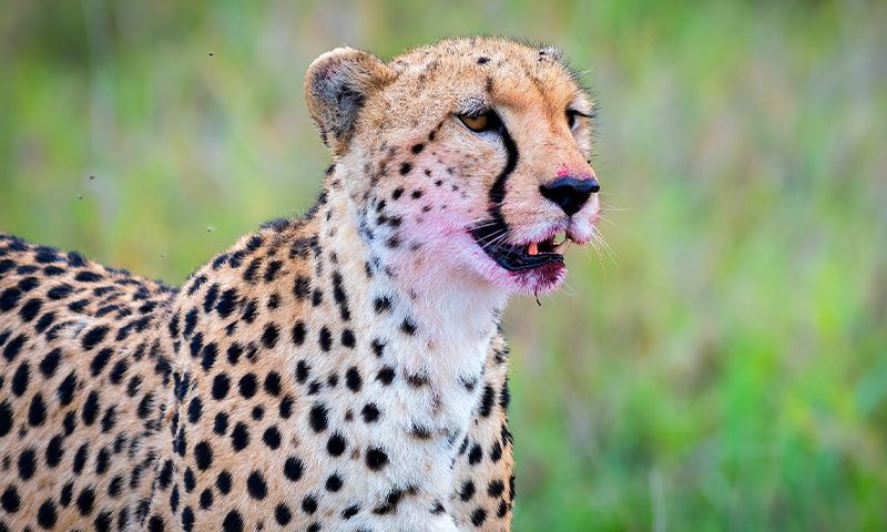 Masai Mara Safari with Jungle Bucket List