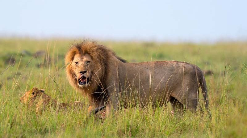 Lion Jungle safari in Masai Mara