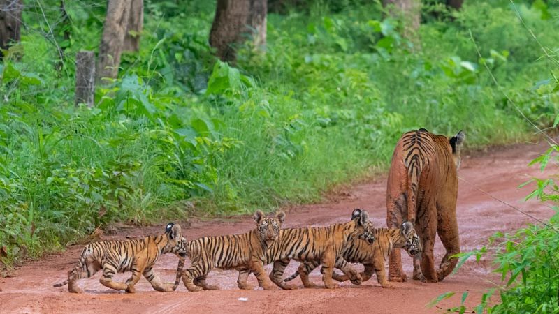 Tadoba National Park Group Tour (CUBS Special)