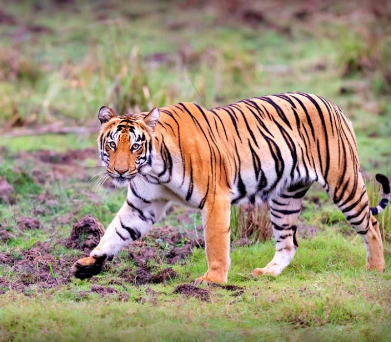 Tadoba National Park Tigers