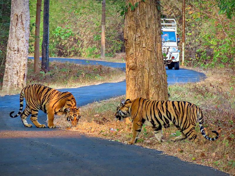 Tadoba National Park Famous tigers