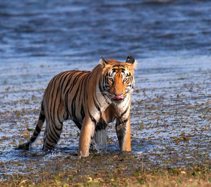 Tadoba Tigers - Maya