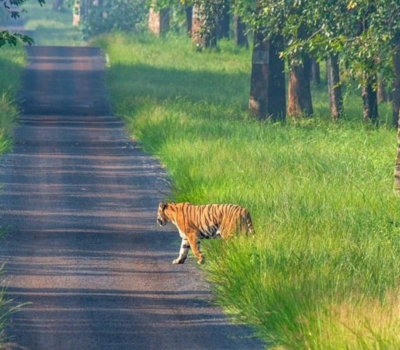 Tadoba National Park Famous tigers
